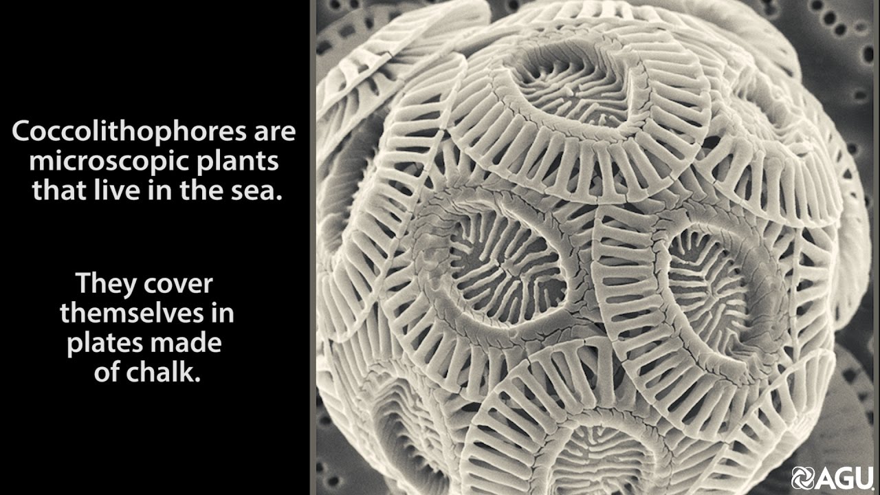 What the Dinosaurs Teach us: Earth won't Recover from Human-Caused Mass Extinction for 2 mn Years