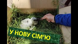 Знаменитий український лелека Грицик позбавився свого пташеня (відео)