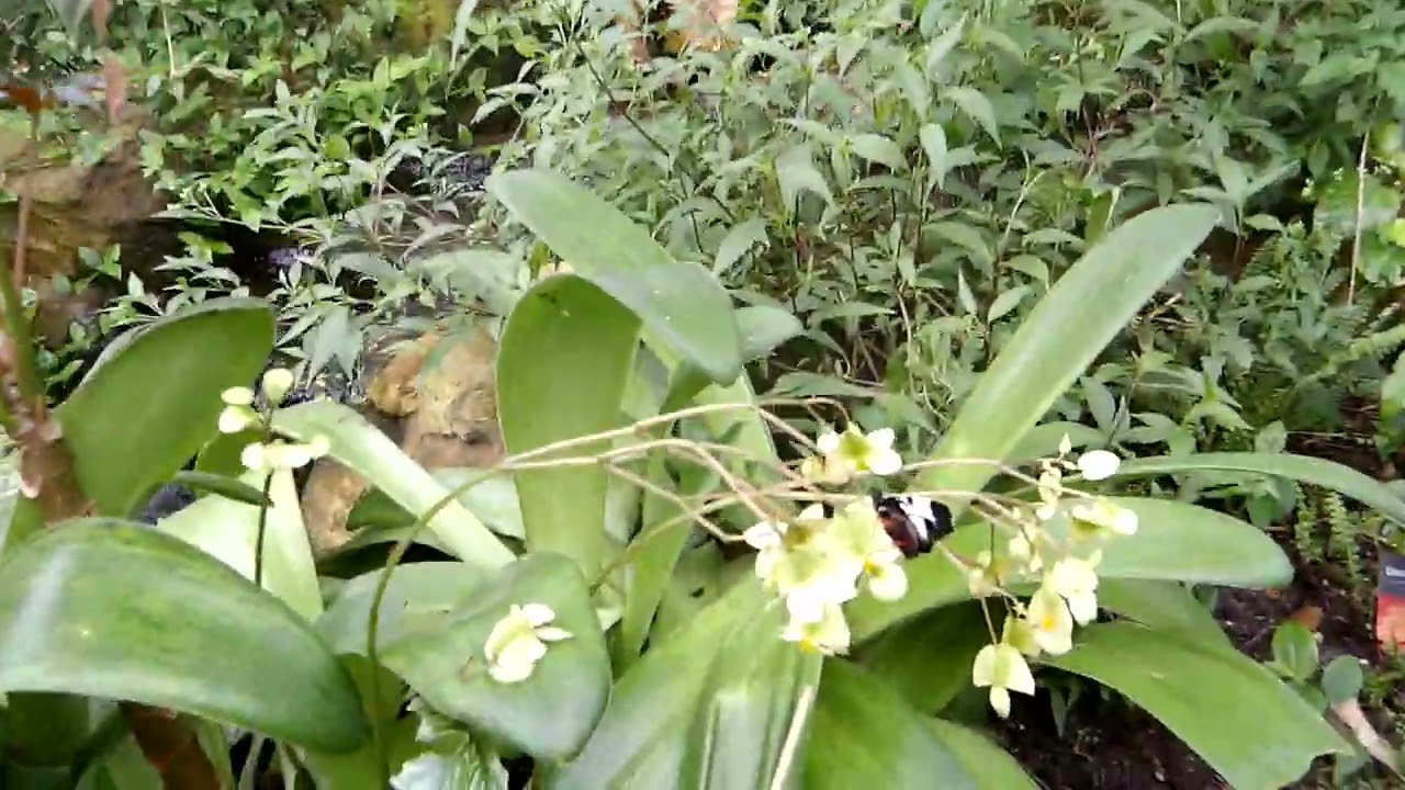 Pentax WG-1000 — Video stabilization test 1080p - YouTube