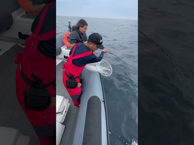 SeafariJapan合同会社