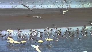 Bird Varieties in Wild Ass Sanctuary