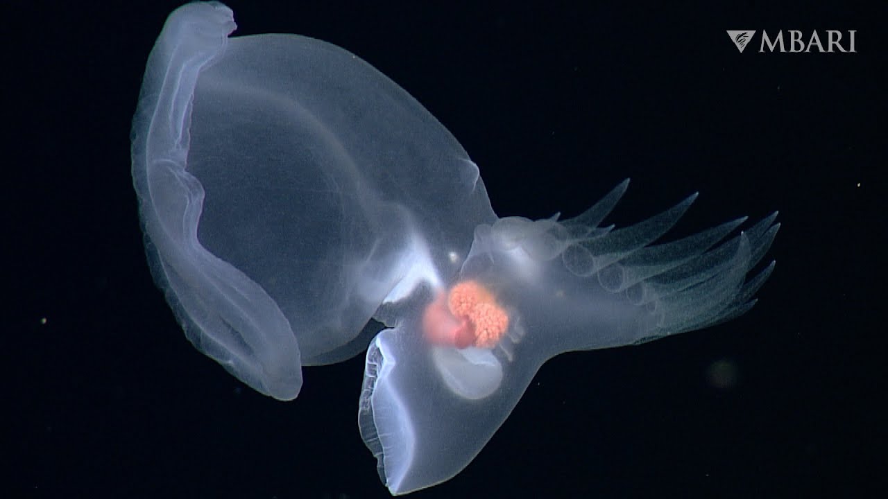 MBARI researchers discover remarkable new swimming sea slug in the deep sea - YouTube