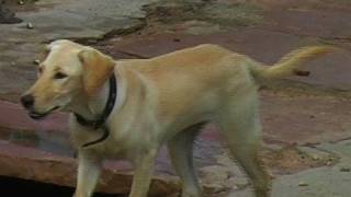 Brave dog