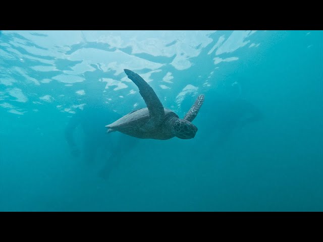 OCEAN LIFE