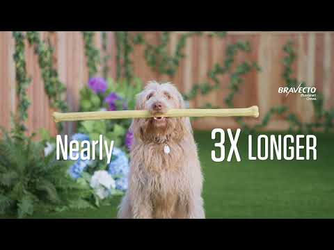 Bravecto - 1-Month Chew for Dogs 22-44 lbs (1 count) - [Flea & Tick] Video