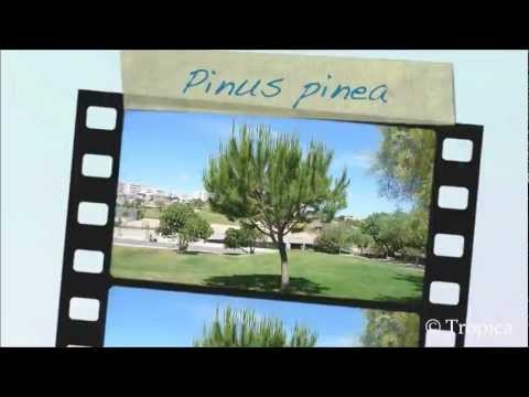 Pinus pinea