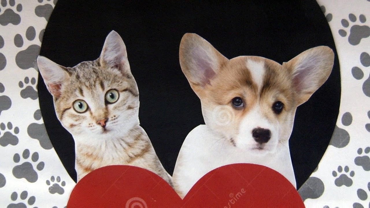 Entrega das doações arrecadadas pelo Diário ao projeto Petsolidariedade