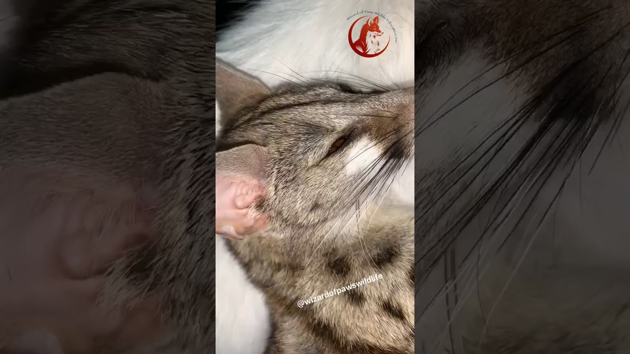 Nakia the African Spotted Genet Purring - YouTube