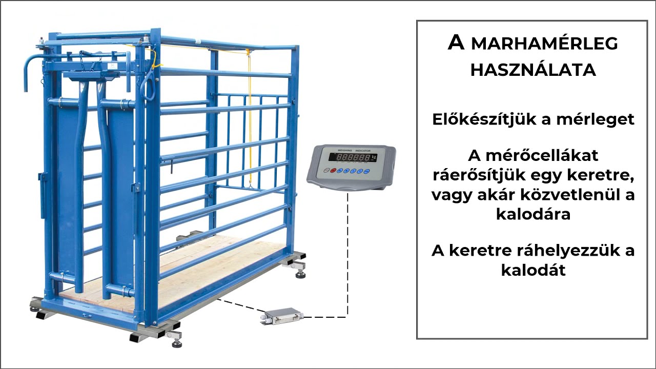 Ważenie bydła