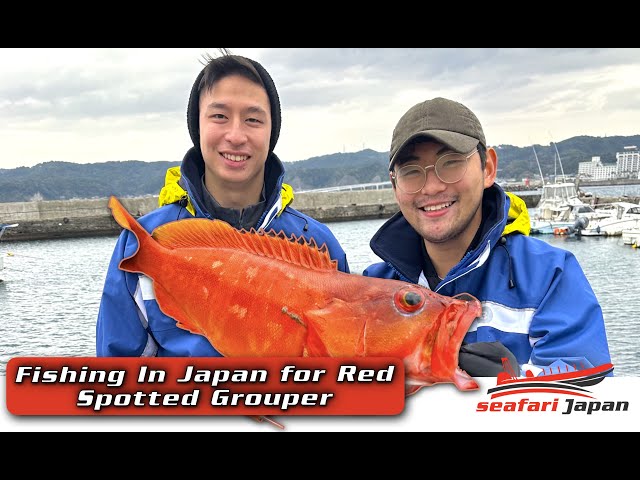 SeafariJapan合同会社