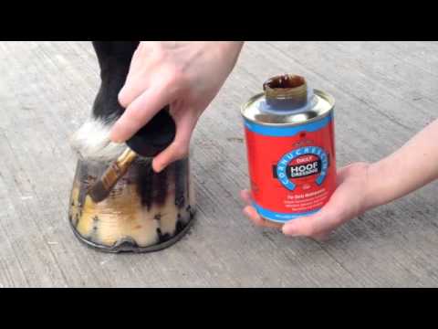 Applying the Cornucrescine Daily Hoof Dressing