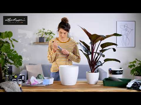Rempoter une plante (DE)