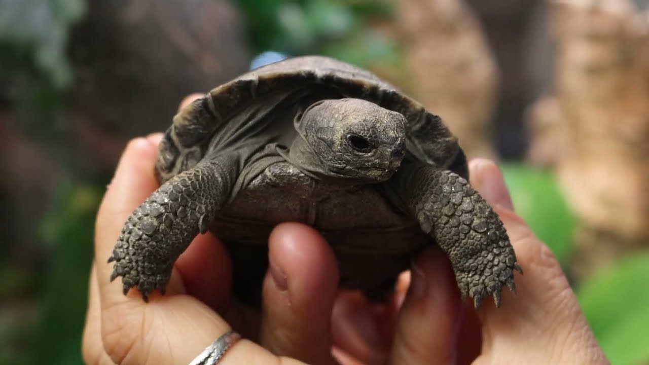 History in the Making! Critically Endangered Galapagos Tortoises Hatch at Philadelphia Zoo! - YouTube